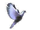 Animal graphics pigeons 718769