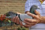 Didier seigre pigeon