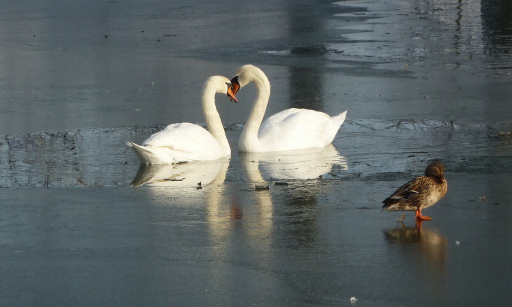 neige janvier 2013 (3)