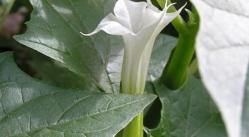 Datura stramonium1flca